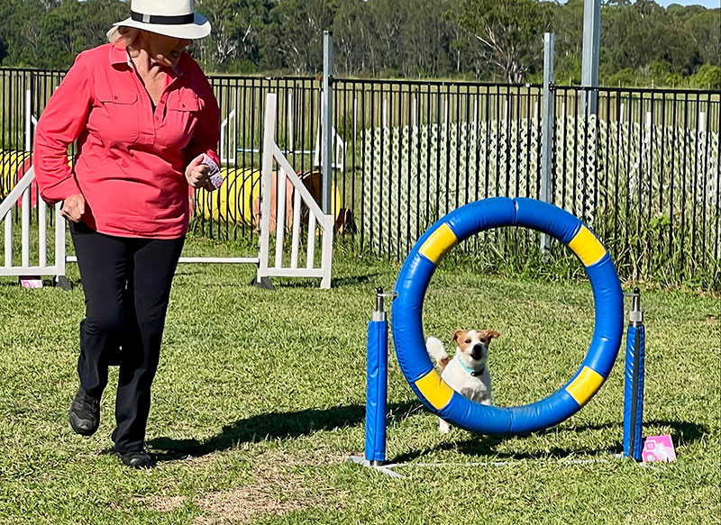 dog agility